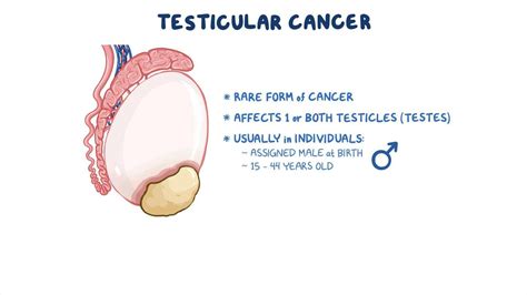 Testicular With Chel