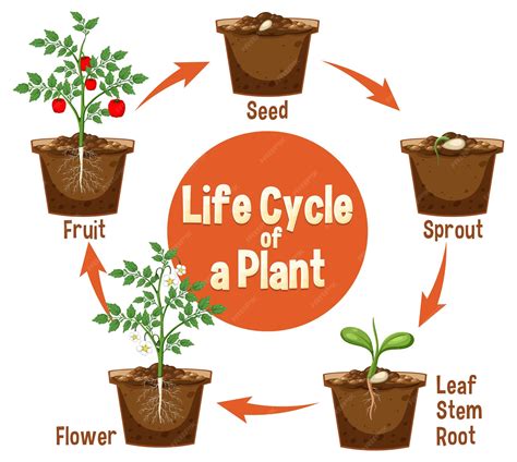 The Cycle Of Plants