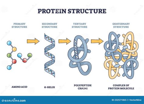 The Protein Structure