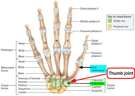Thumb Articulation Pain