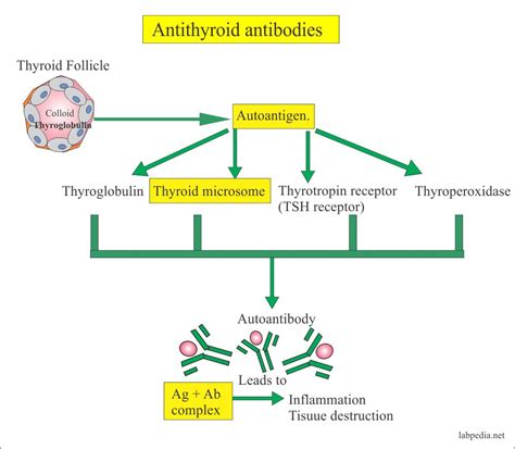 Thyroid Peroxidase Antibodies