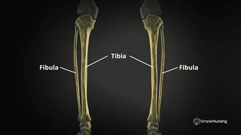 Tibia A N D Fibula