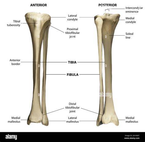 Tibia And Fibula Labeled