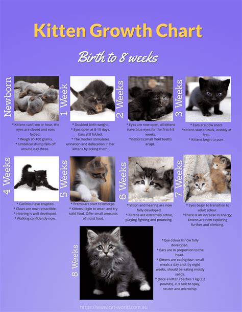 Timeline Of Kitten Growth