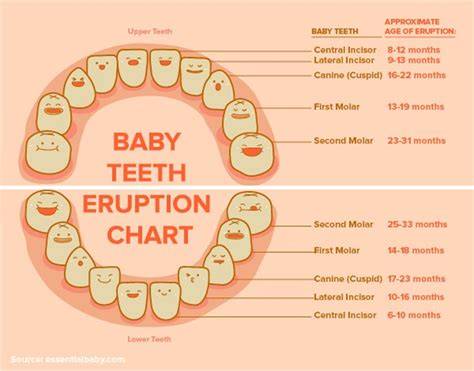 Toddler Teeth Chart
