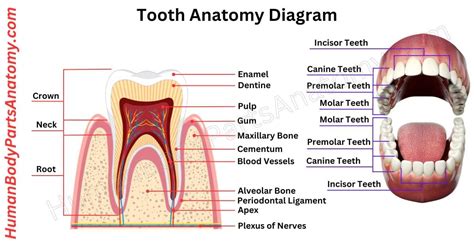 Tooth And Parts