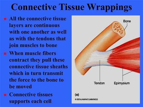 Tough Tissue Muscle Connector