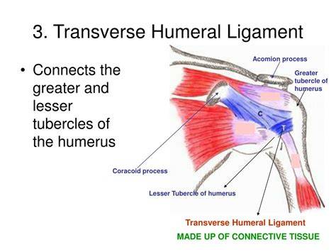 Transverse Humeral Ligament