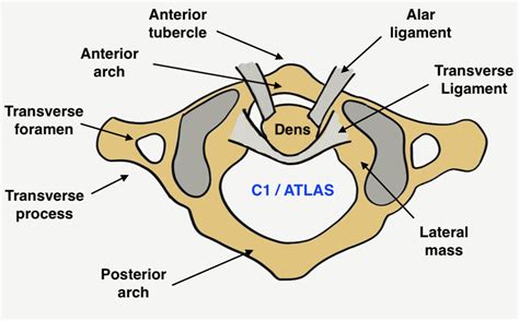 Transverse Ligament Of Atlas