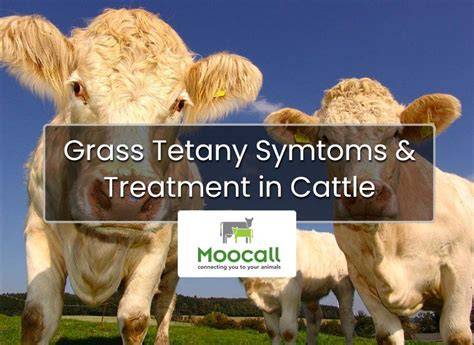 Treatment For Grass Tetany In Cattle