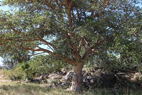Trees Native To Zimbabwe