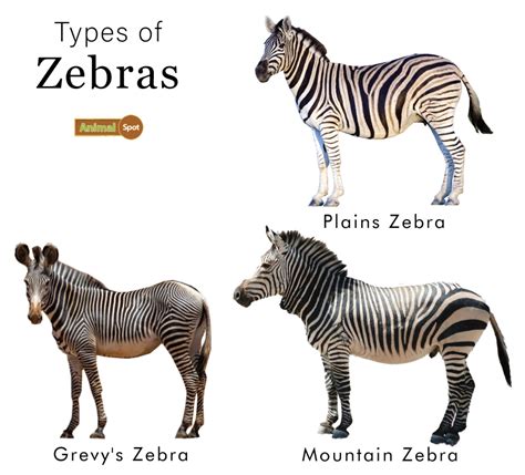 Types Of Zebra