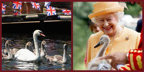 Uk Swans Owned By Queen