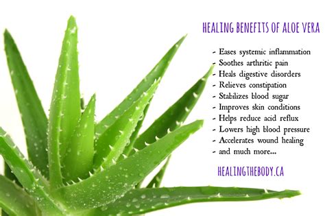 Uses For Aloe Vera Plant