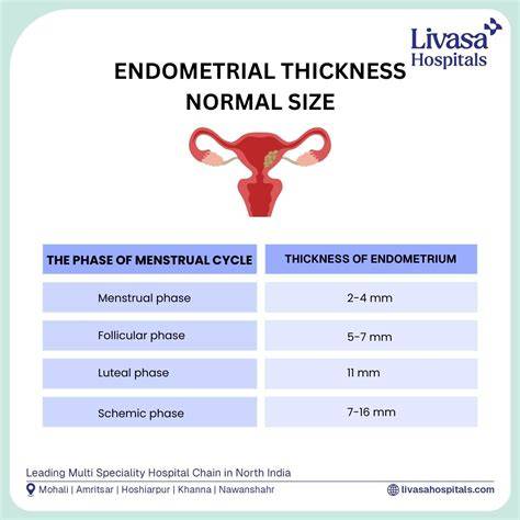 Uterine Size Normal