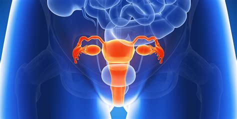 Uterus Images Pictures