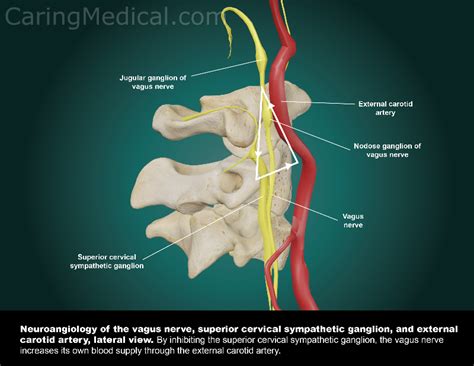 Vagus Nerve Compression Symptoms