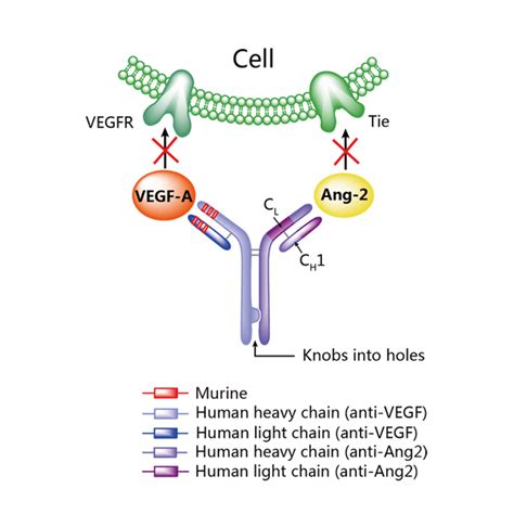 Vanucizumab Molecule Structure