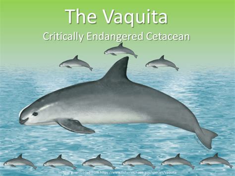 Vaquita Are They Endangered