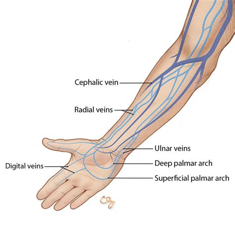 Veins In The Arm