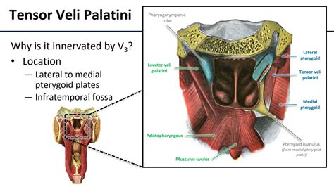 Veli Palatini Muscles