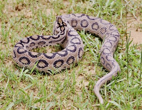 Venom Name Of Russell Viper
