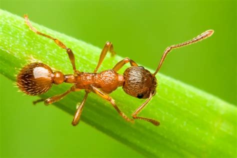 Venom Of Ants