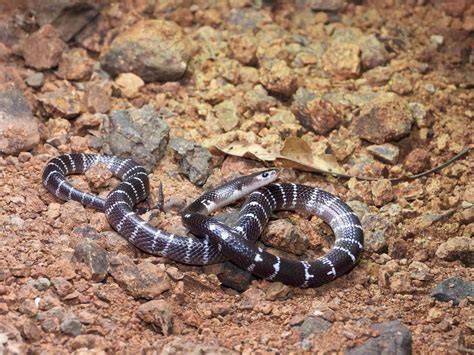Venom Of Common Krait