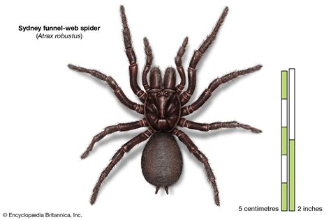Venom Of Funnel Web Spider