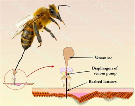 Venom Of Honey Bee