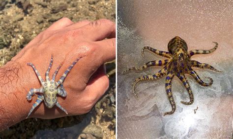 Venom Of Octopus