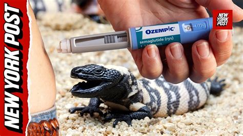Venom Of Ozempic