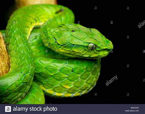 Venom Of Pit Viper