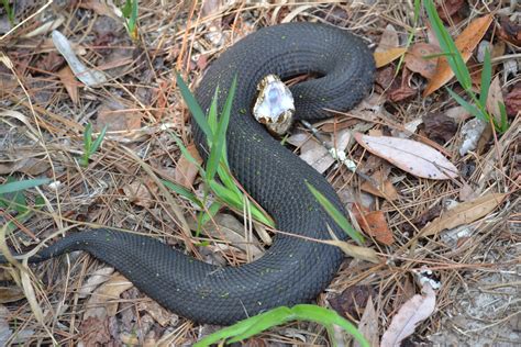 Venom Of Water Moccasin