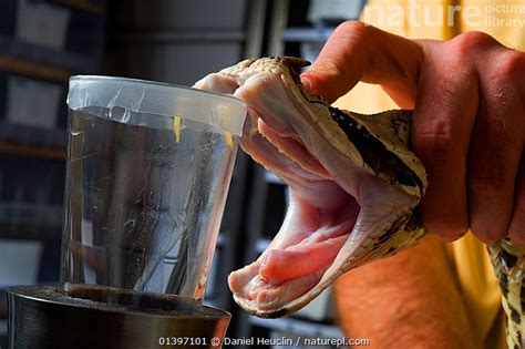 Venom Yield Of Gaboon Viper