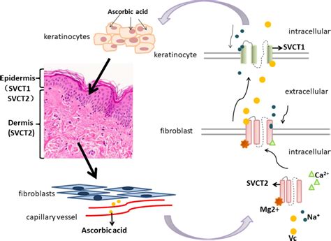 Vitamin C On Wound Healing Mechanism