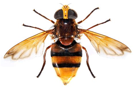 Volucella Zonaria Do They Sting