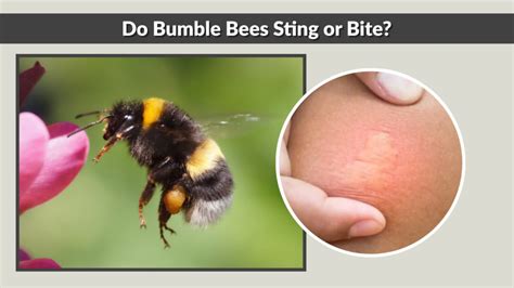 Vulture Bees Do They Sting