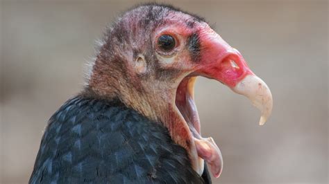 Vultures Are They Endangered