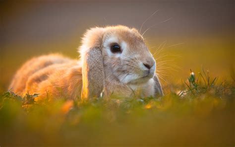Wallpaper Of A Bunny