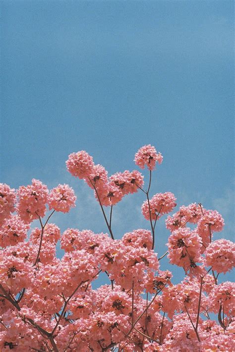 Wallpaper Of Flowers Aesthetic