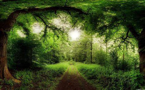 Wallpaper Of Forest