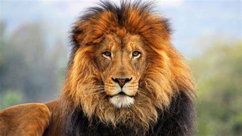 Wallpaper Of Lion
