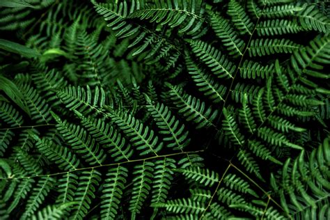 Wallpaper Of Plants