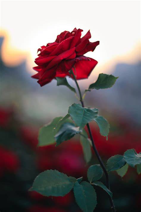 Wallpaper Of Rose