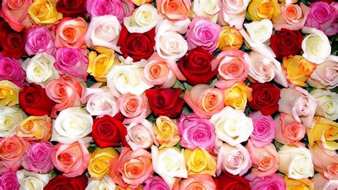 Wallpaper Of Roses