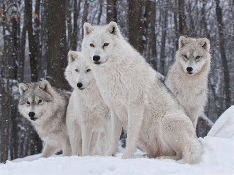 Wallpaper Of Wolves