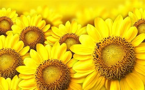 Wallpaper Of Yellow Flowers