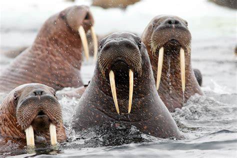 Walrus Are They Endangered