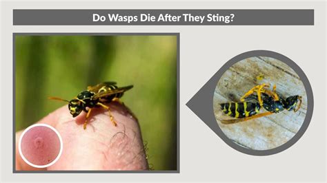 Wasp Do They Sting